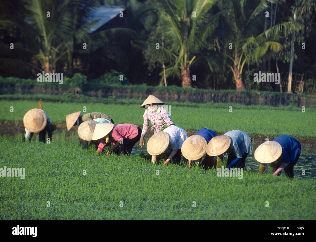 Un gruppo di donne di piantare il riso in risaia Delta del Mekong Vietnam Foto Stock
