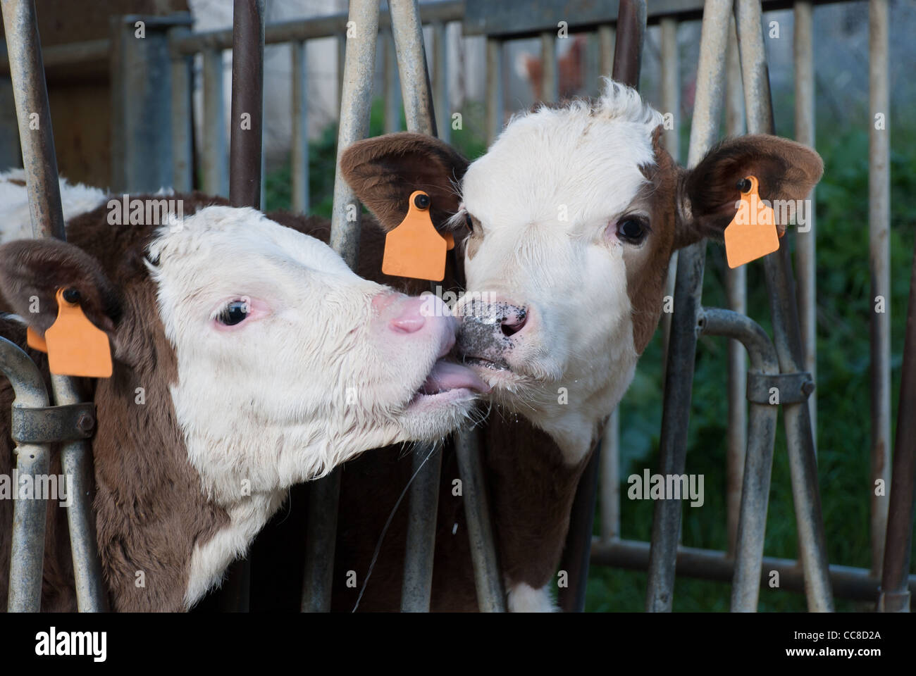 Due vitelli mentre leccare il latte dalla bocca Foto Stock