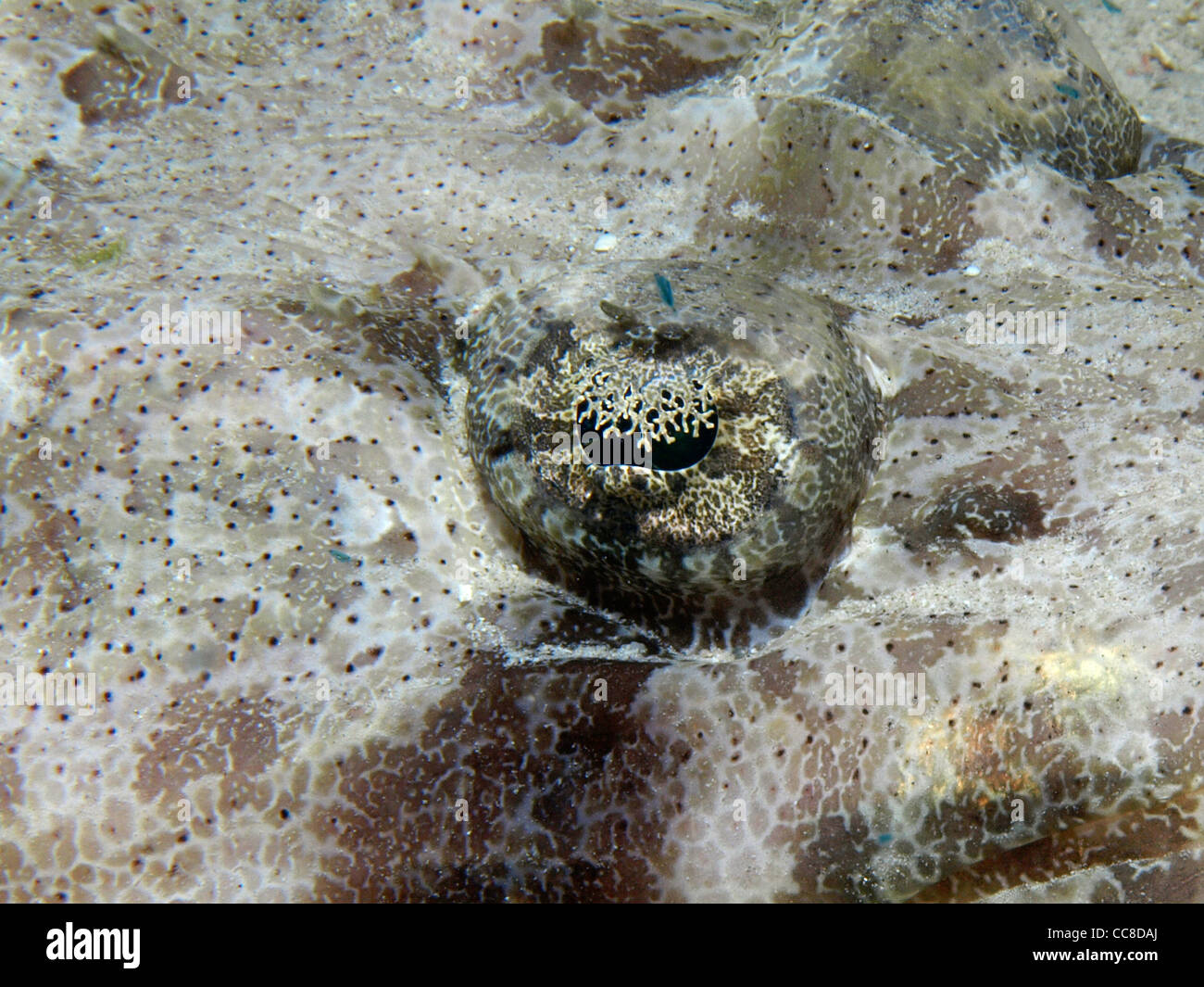 Pesci coccodrillo occhio in Mar Rosso Foto Stock
