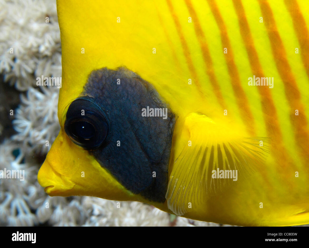 Giallo pesci farfalla in Mar Rosso Foto Stock