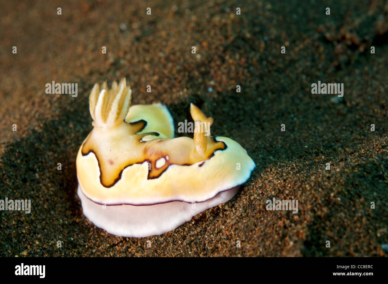 Chromodoris coi Nudibranch ritratto in sabbia nera. Sangeang, Komodo, Indonesia. Foto Stock