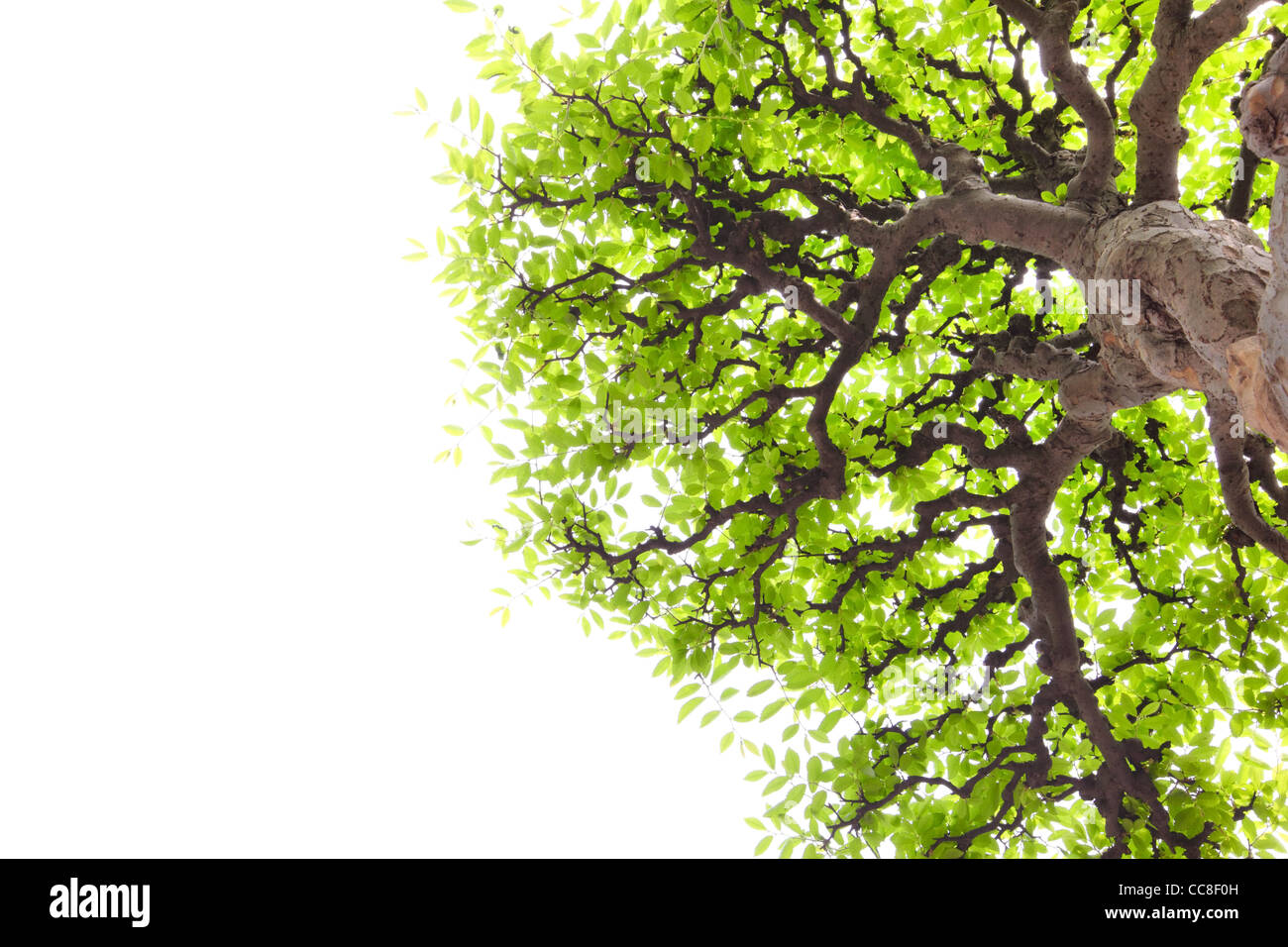 Il ramo con foglie verdi isolati su bianco. Foto Stock