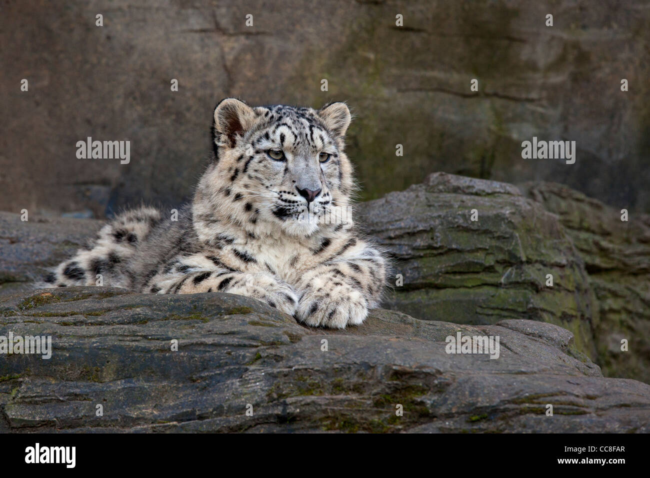 Snow Leopard cub Foto Stock