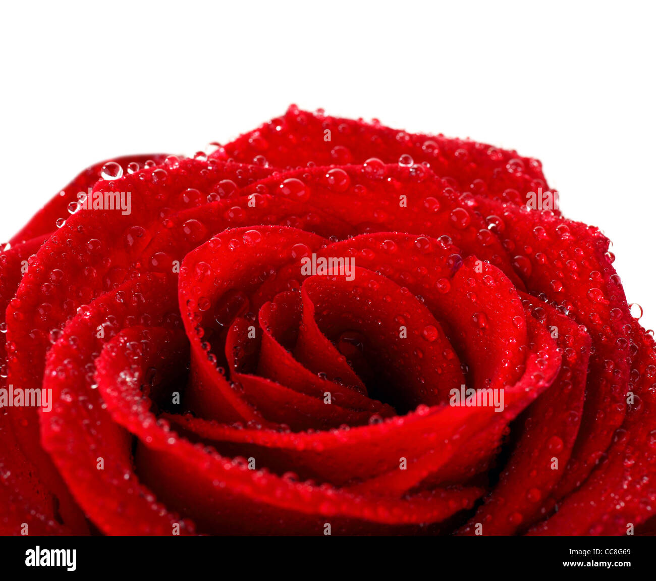 Rosso Rosa Bagnata Con Gocce Di Rugiada Isolati Su Sfondo Bianco Foto Stock Alamy