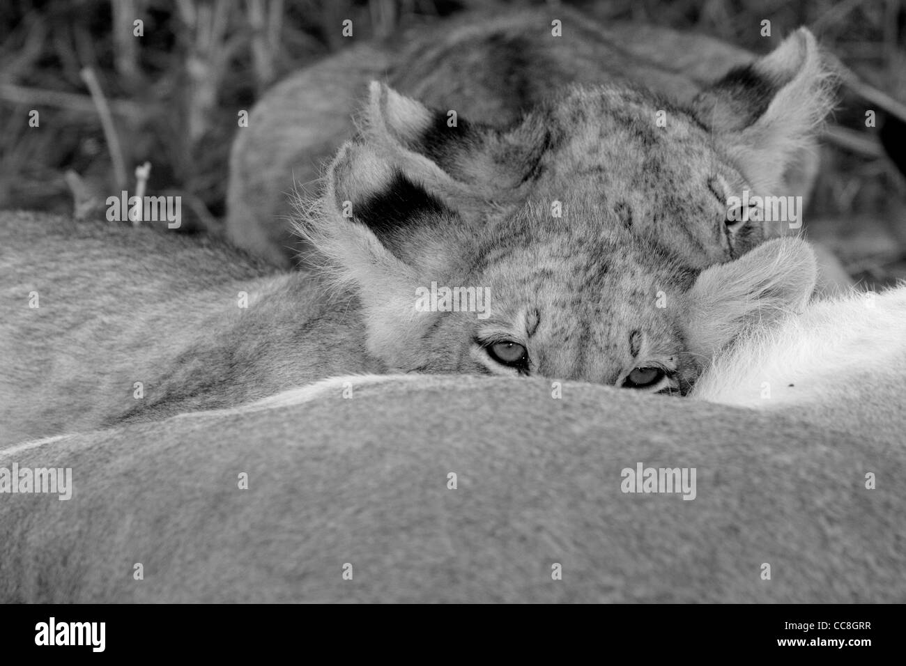I Lions (Panthera leo). Leonessa con assistenza infermieristica LION CUB Foto Stock