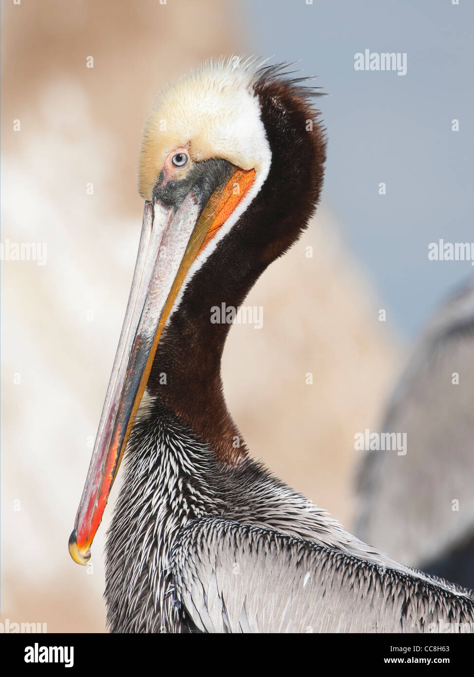Brown Pelican in allevamento piumaggio custodia arancione Foto Stock