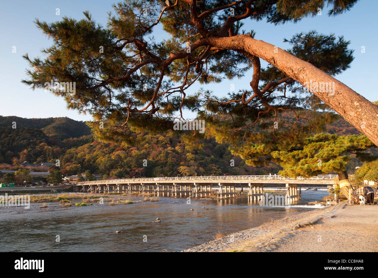 Inclinazione albero di pino accanto al fiume Katsura e Ponte Togetsukyo ad Arashiyama, nella periferia occidentale di Kyoto, Giappone. Foto Stock