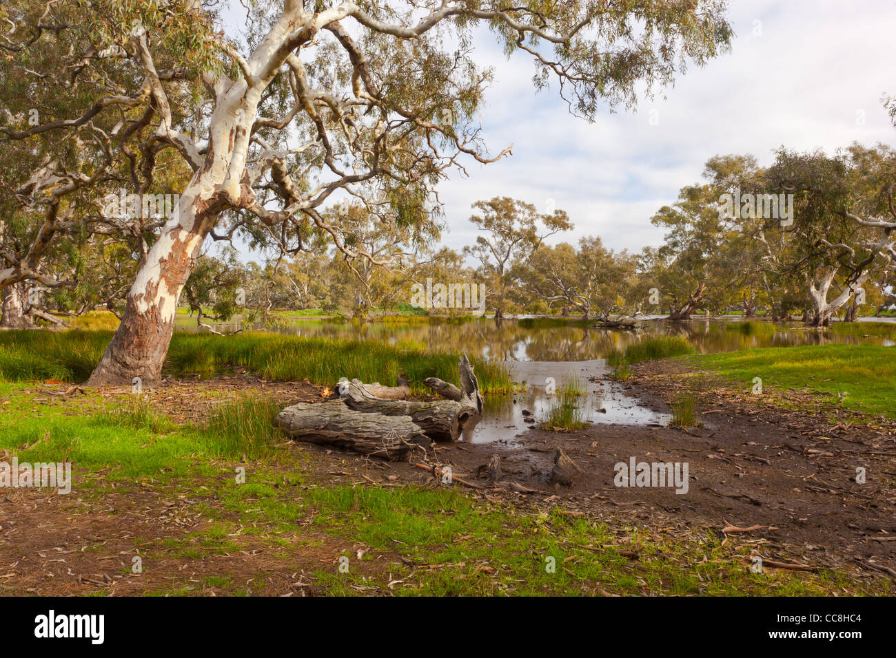 Maestoso Fiume Red Gums a Pioneer palude in zone umide Mooldort vicino a Maldon e Castlemaine, Victoria, Australia Foto Stock