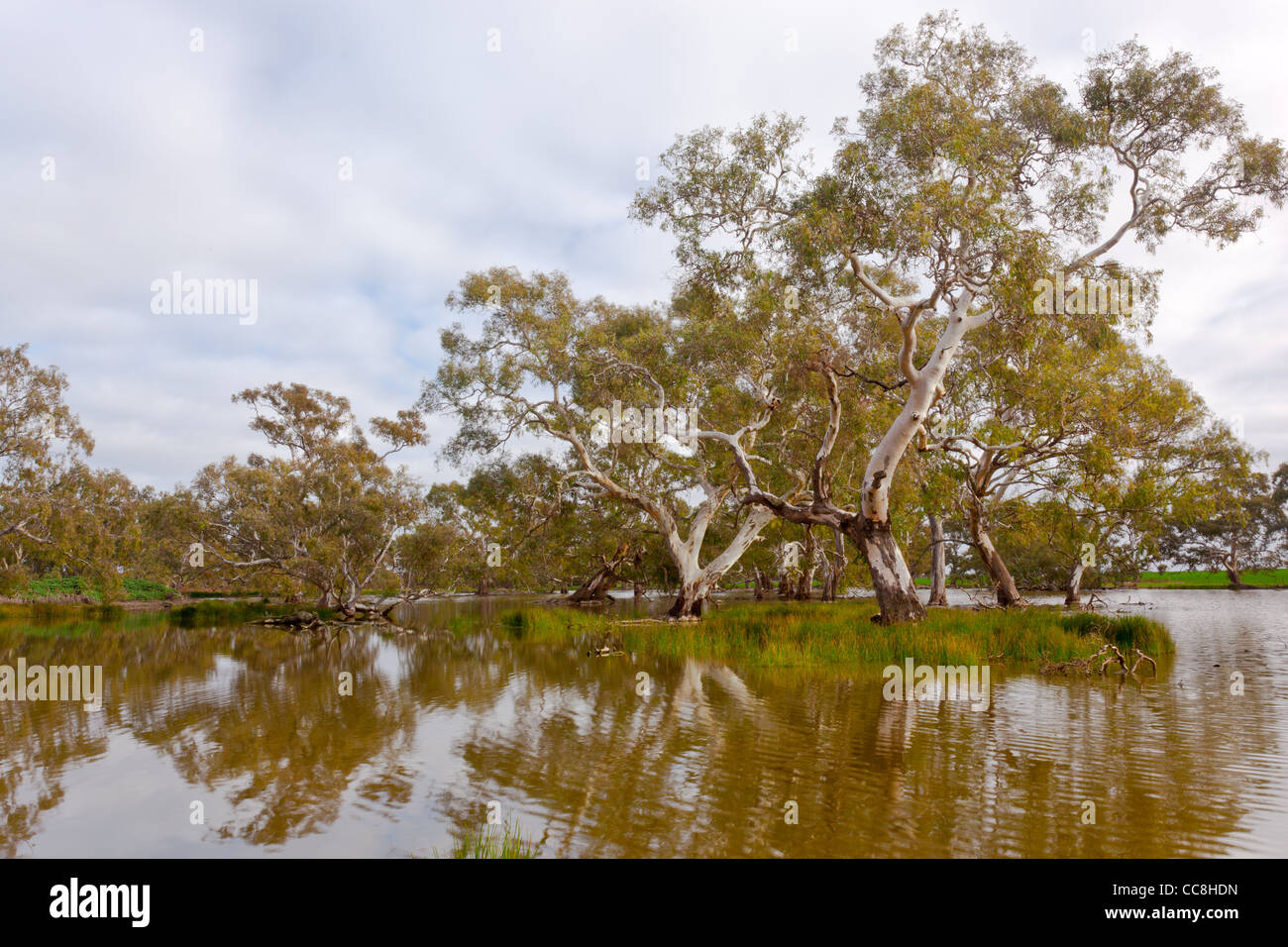 Maestoso Fiume Red Gums a Pioneer palude in zone umide Mooldort vicino a Maldon e Castlemaine in Victoria, Australia Foto Stock