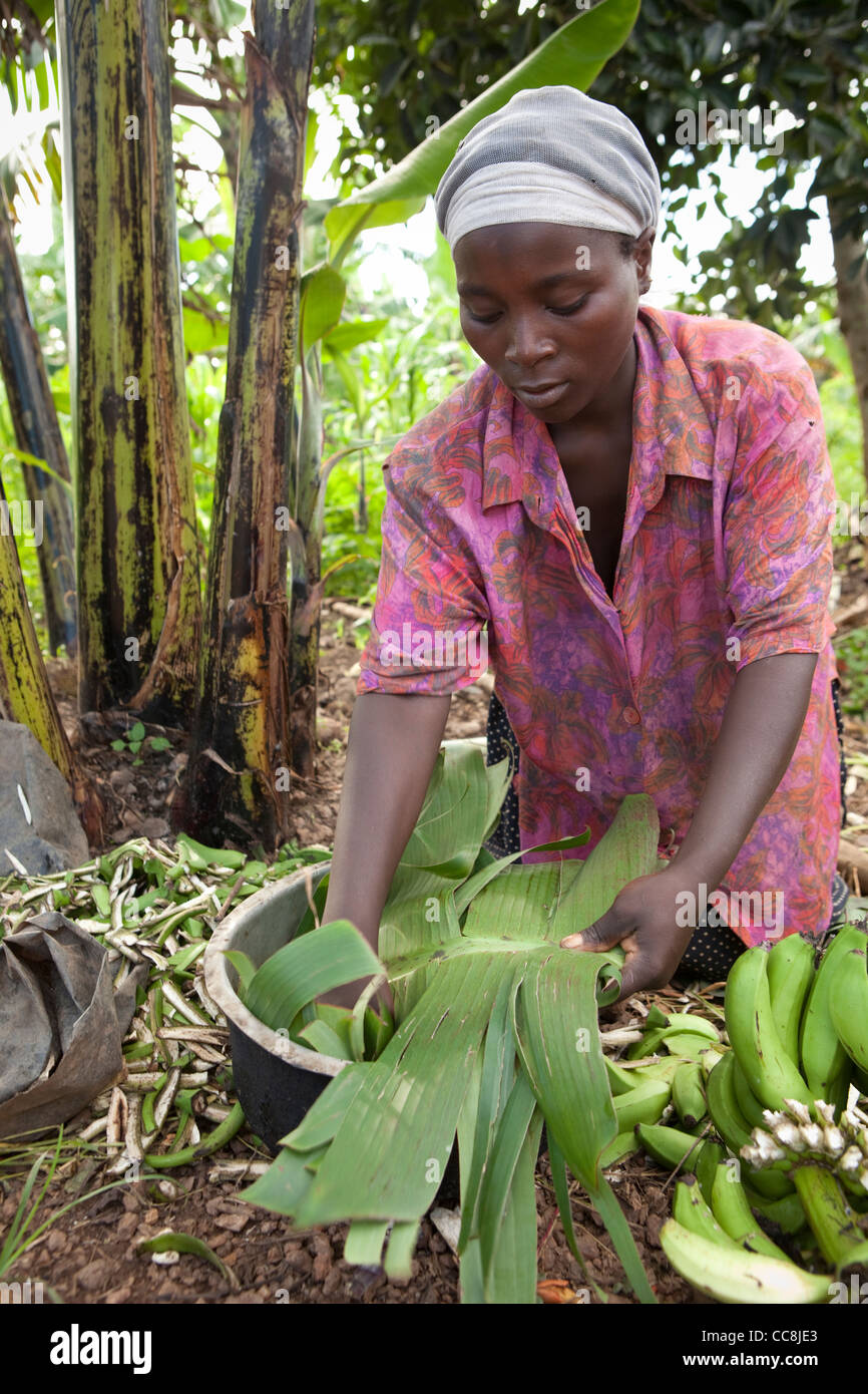 Una donna si prepara a cuocere le banane in una pentola nella sua casa di Masaka, Uganda, Africa orientale. Foto Stock