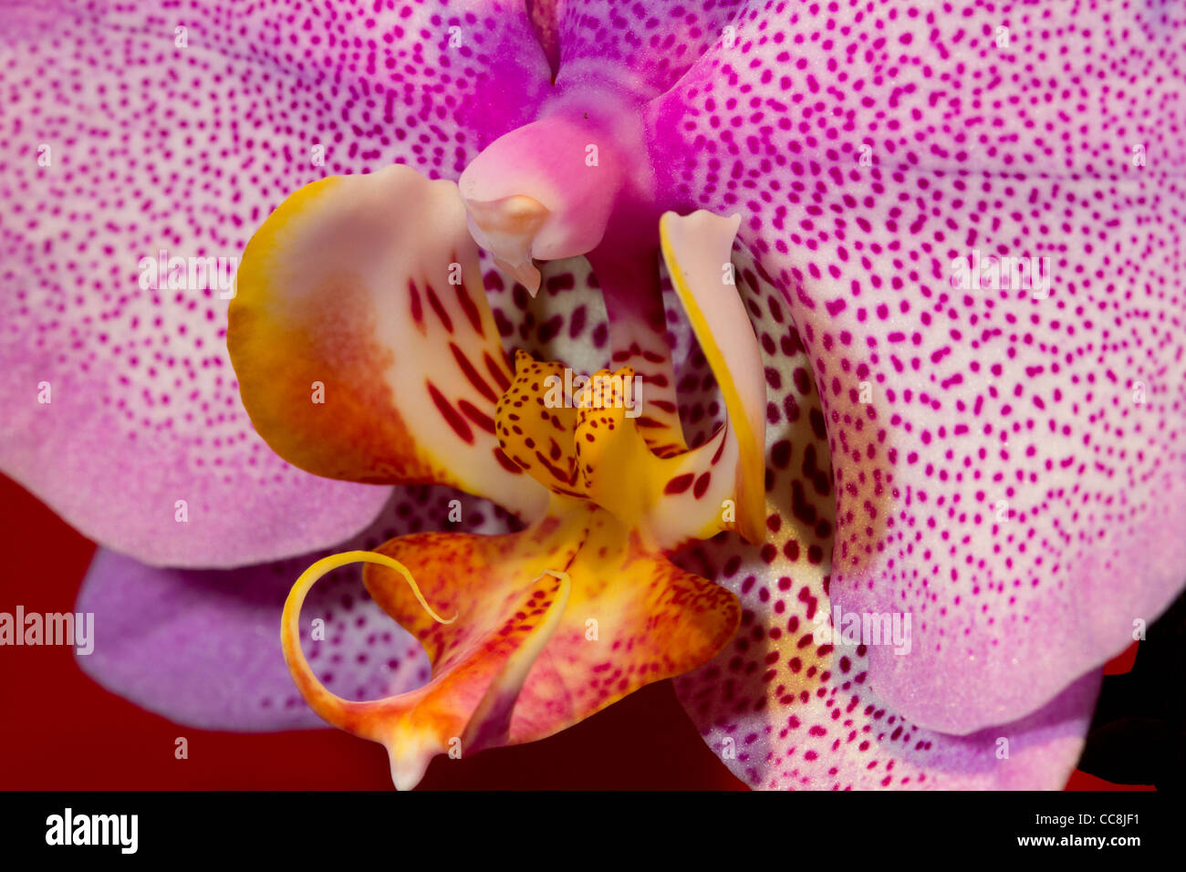 Una rosa o Orchid Orchidaceae Foto Stock