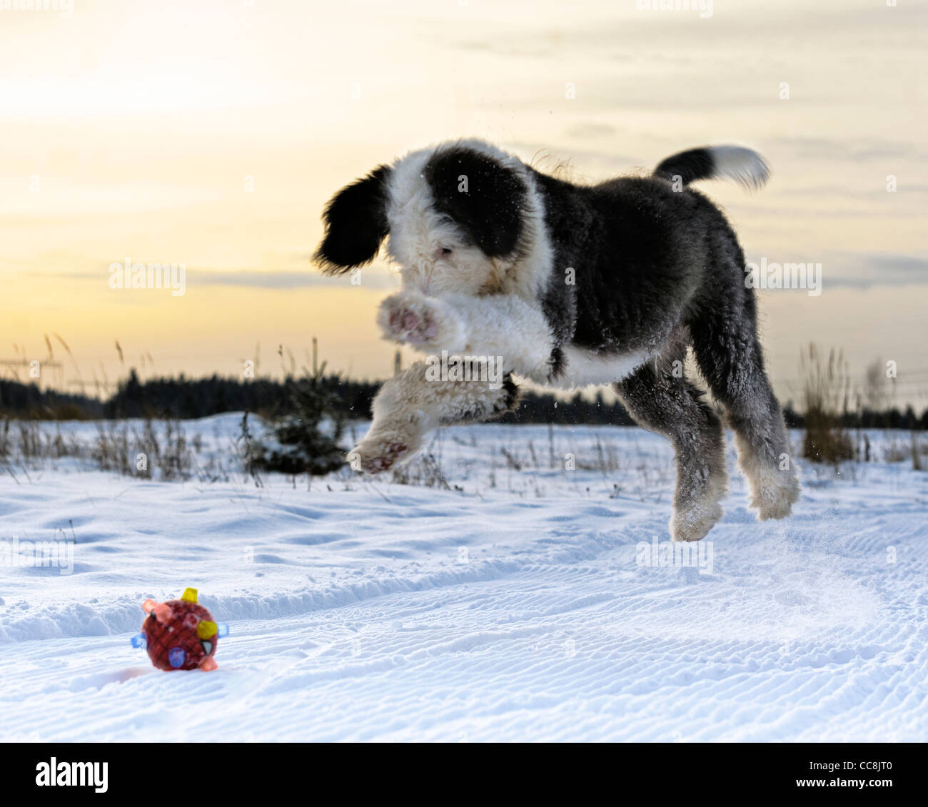 Flying dog: Old English Sheepdog cucciolo gioca con la palla Foto Stock