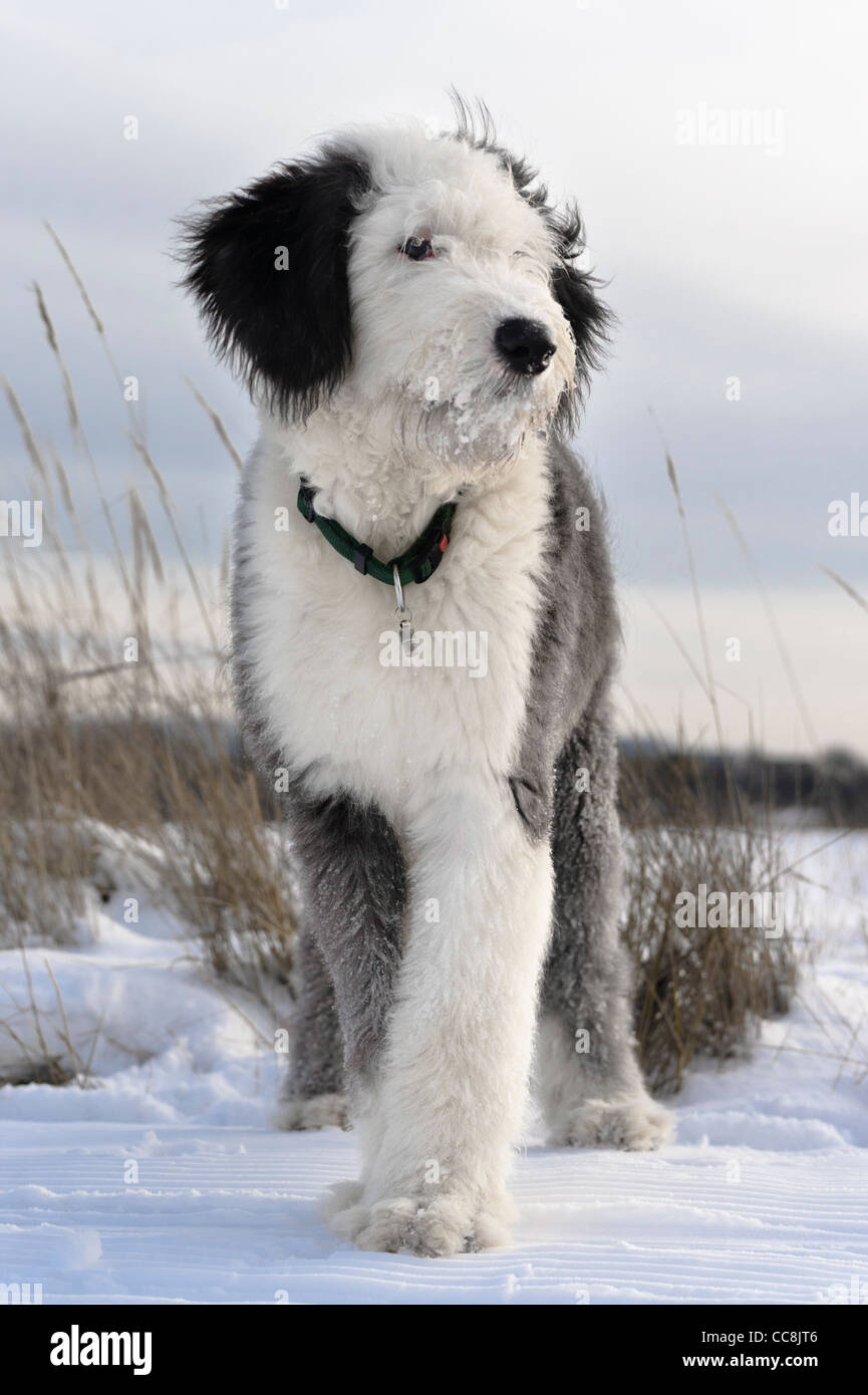 Old English Sheepdog puppy in campo nevoso, età 5 mese Foto Stock