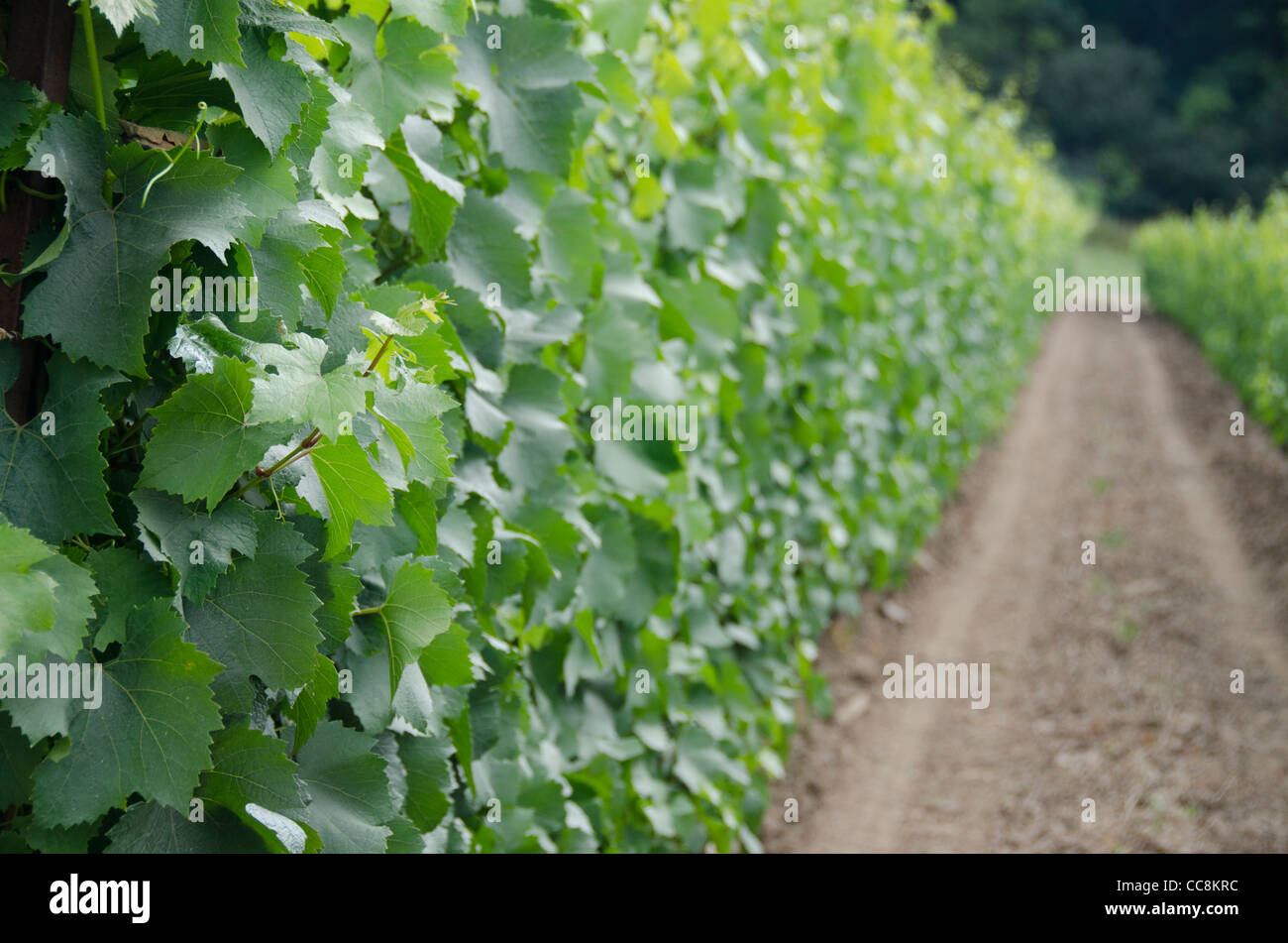 Canada Ontario, niagara sul lago. chateau des charmes cantina. filari di vigne. Foto Stock