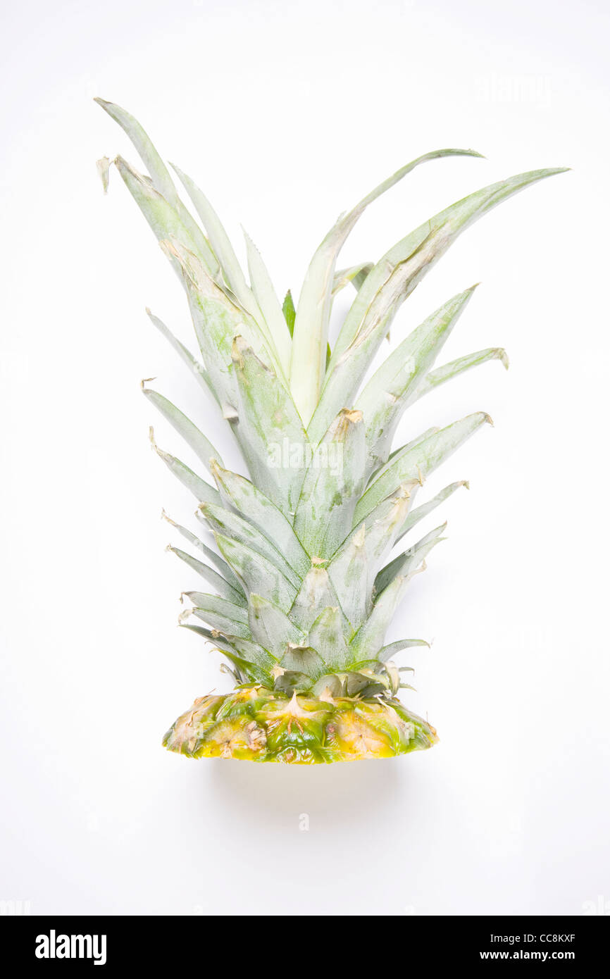 parte superiore dell'ananas Foto Stock
