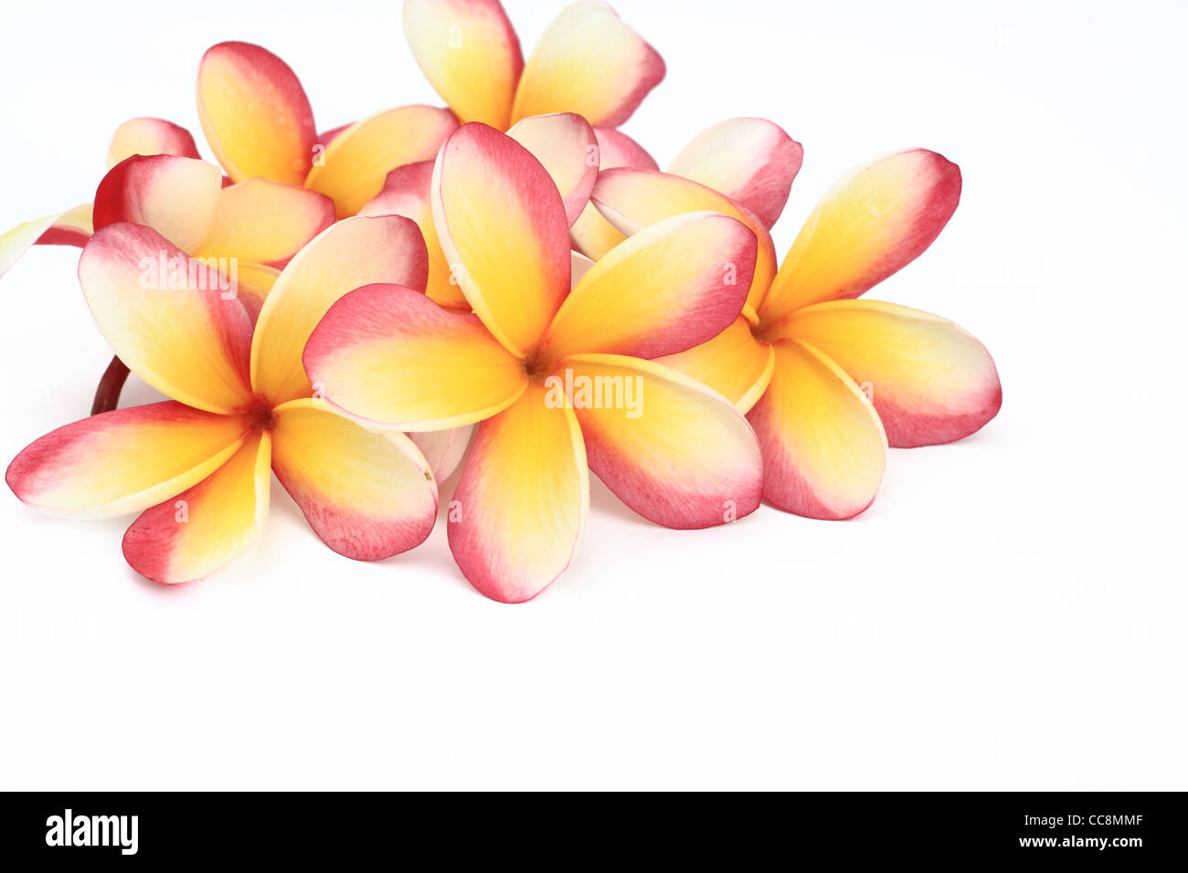 Il frangipani fiori su sfondo bianco Foto Stock