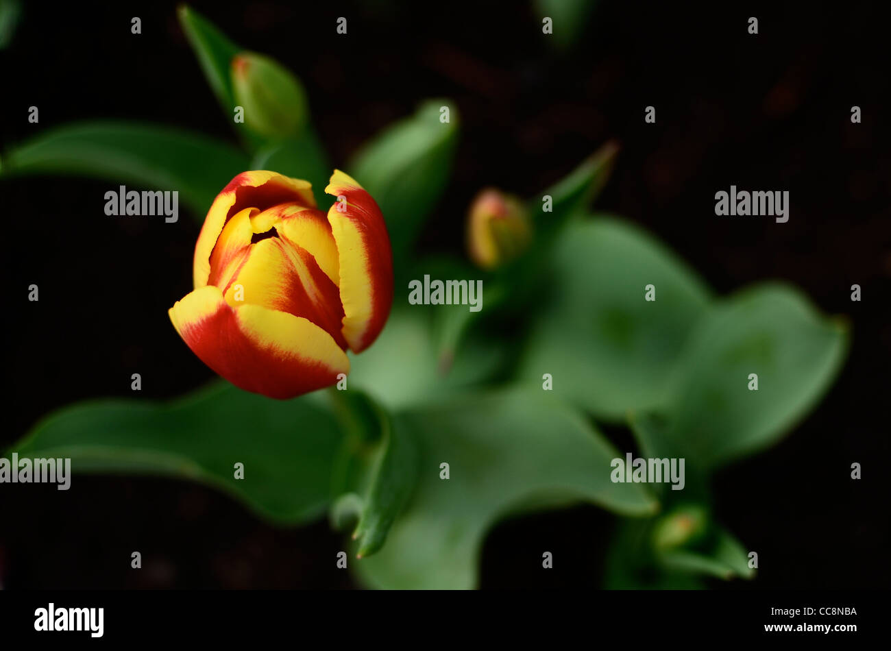 Una bella germogliando giallo e rosso tulipano. Foto Stock