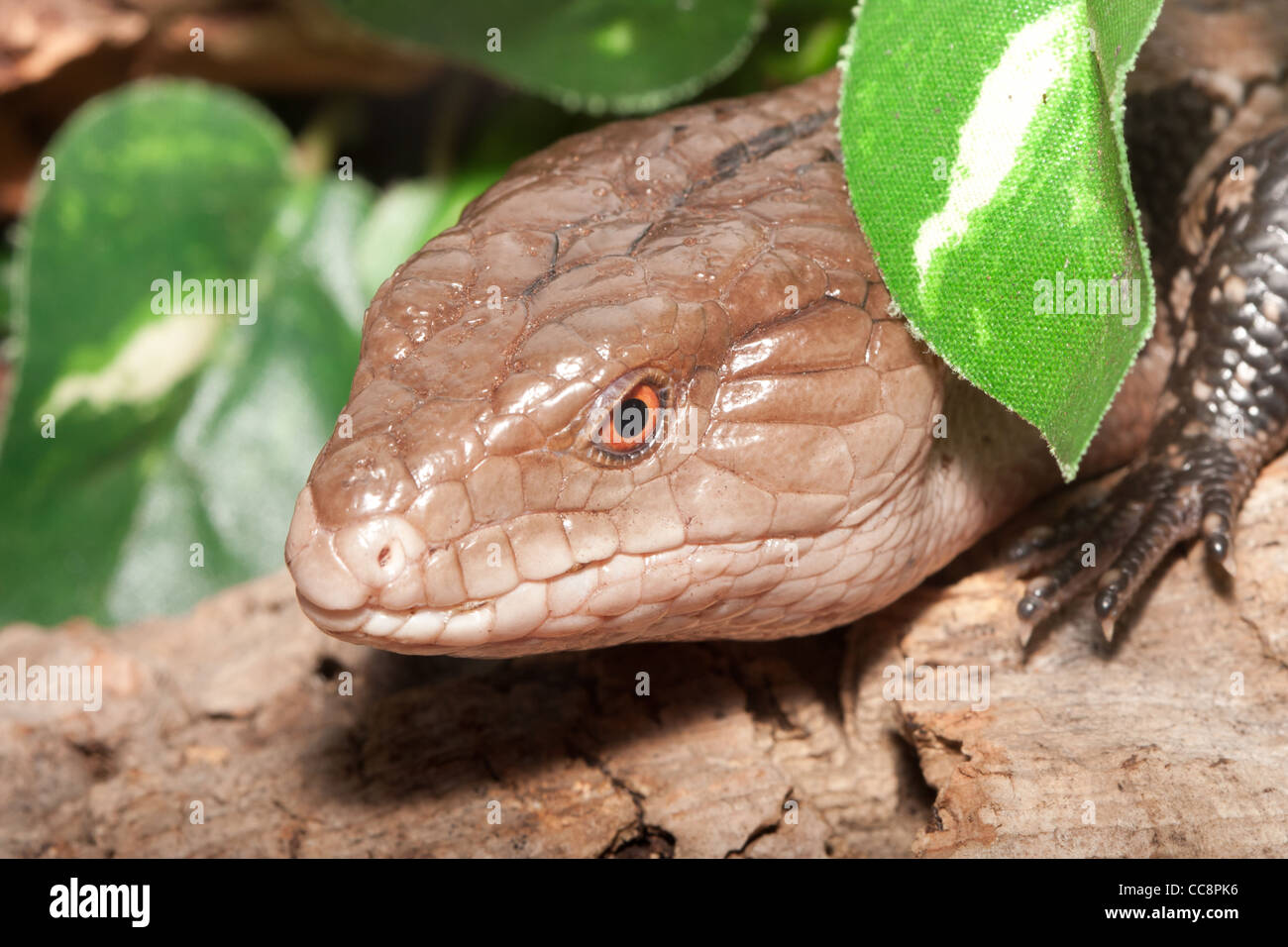 Blue tongue skink Foto Stock