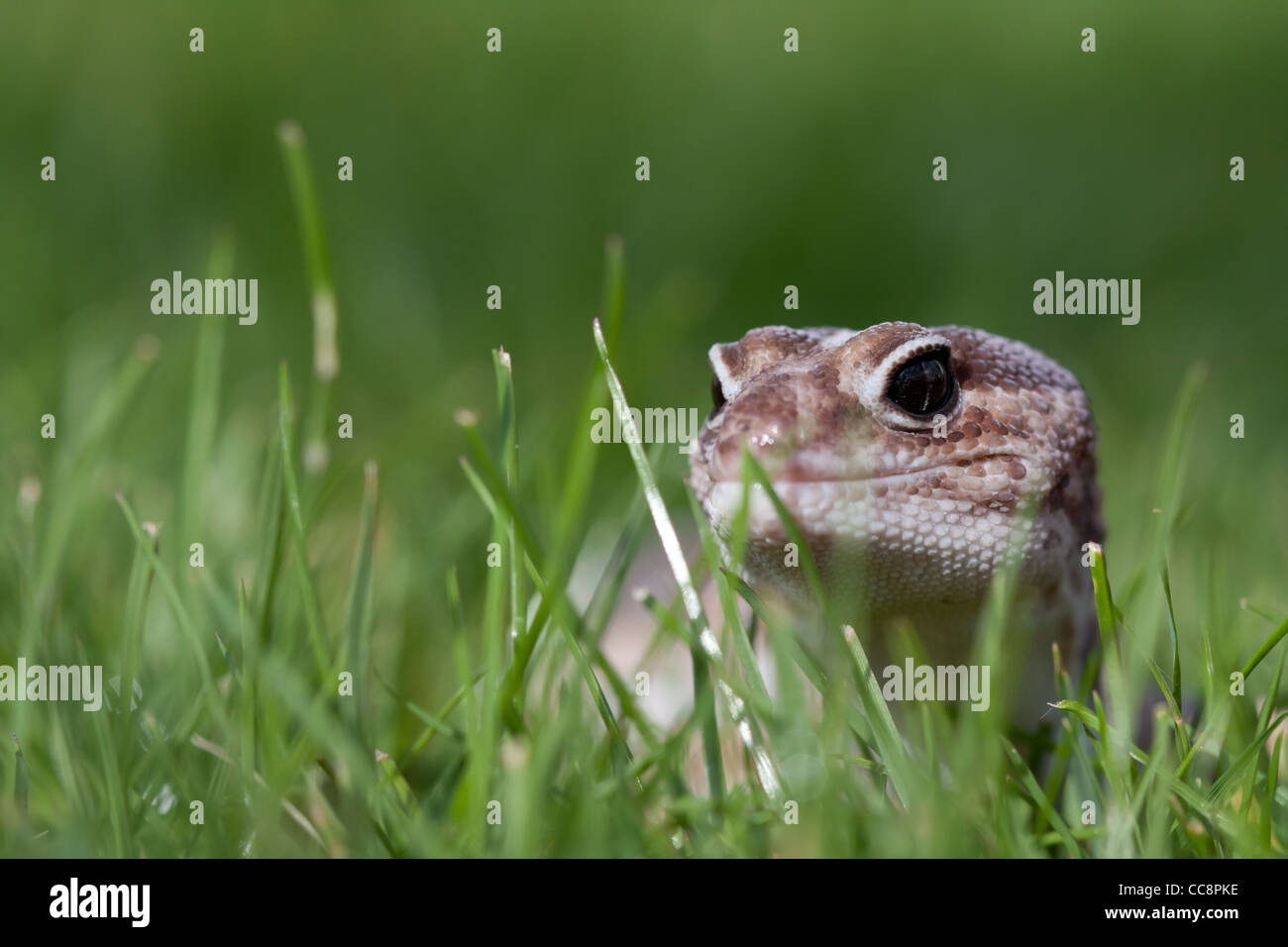Gecko di coda di grasso Foto Stock
