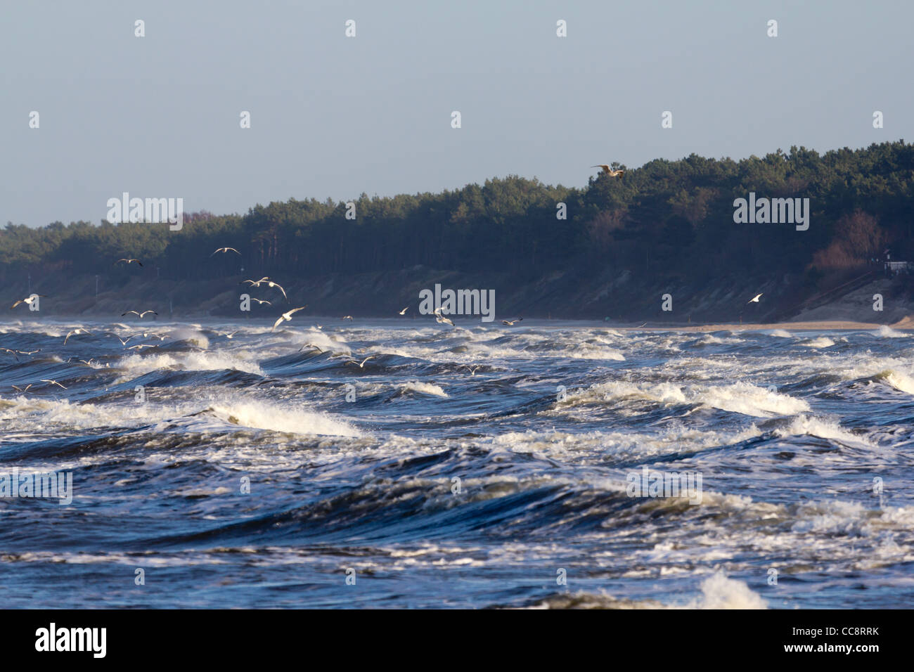 Onde sul Mar Baltico. La tempesta si è riversata attraverso il frangiflutti. Gabbiani volano sopra le onde. Foto Stock