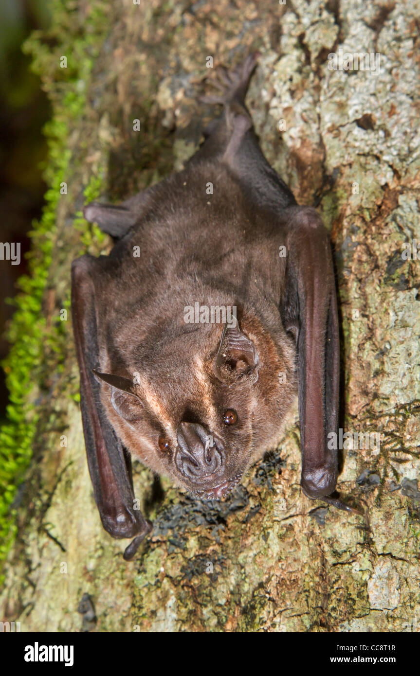 Pipistrello giamaicano, comune o messicano (Artibeus jamaicensis), provincia di Limon, Costa Rica Foto Stock