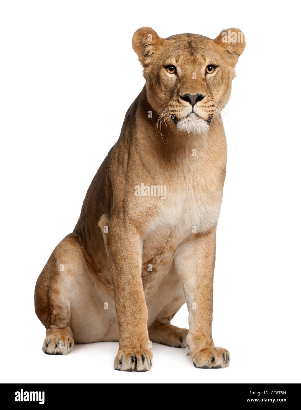 Leonessa, Panthera leo, 3 anni, seduto di fronte a uno sfondo bianco Foto Stock