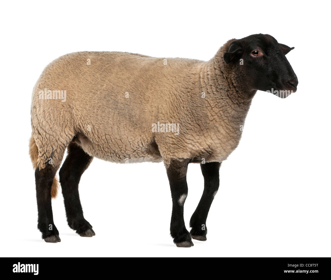 Femmina pecore Suffolk, Ovis aries, 2 anni, in piedi di fronte a uno sfondo bianco Foto Stock