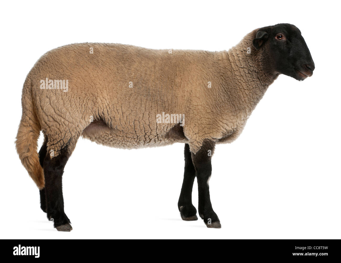 Femmina pecore Suffolk, Ovis aries, 2 anni, in piedi di fronte a uno sfondo bianco Foto Stock