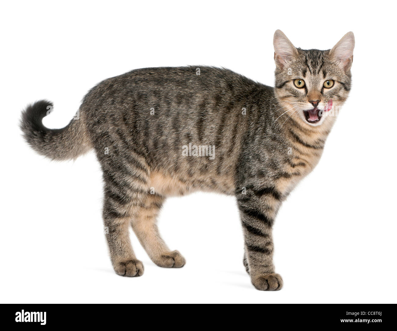 Mixed-razza gatto felis catus, 6 mesi di età, in piedi di fronte a uno sfondo bianco Foto Stock
