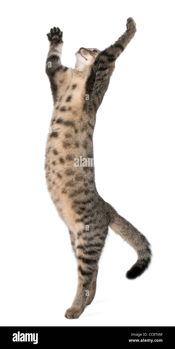 Mixed-razza gatto felis catus, 6 mesi di età, in piedi di fronte a uno sfondo bianco Foto Stock