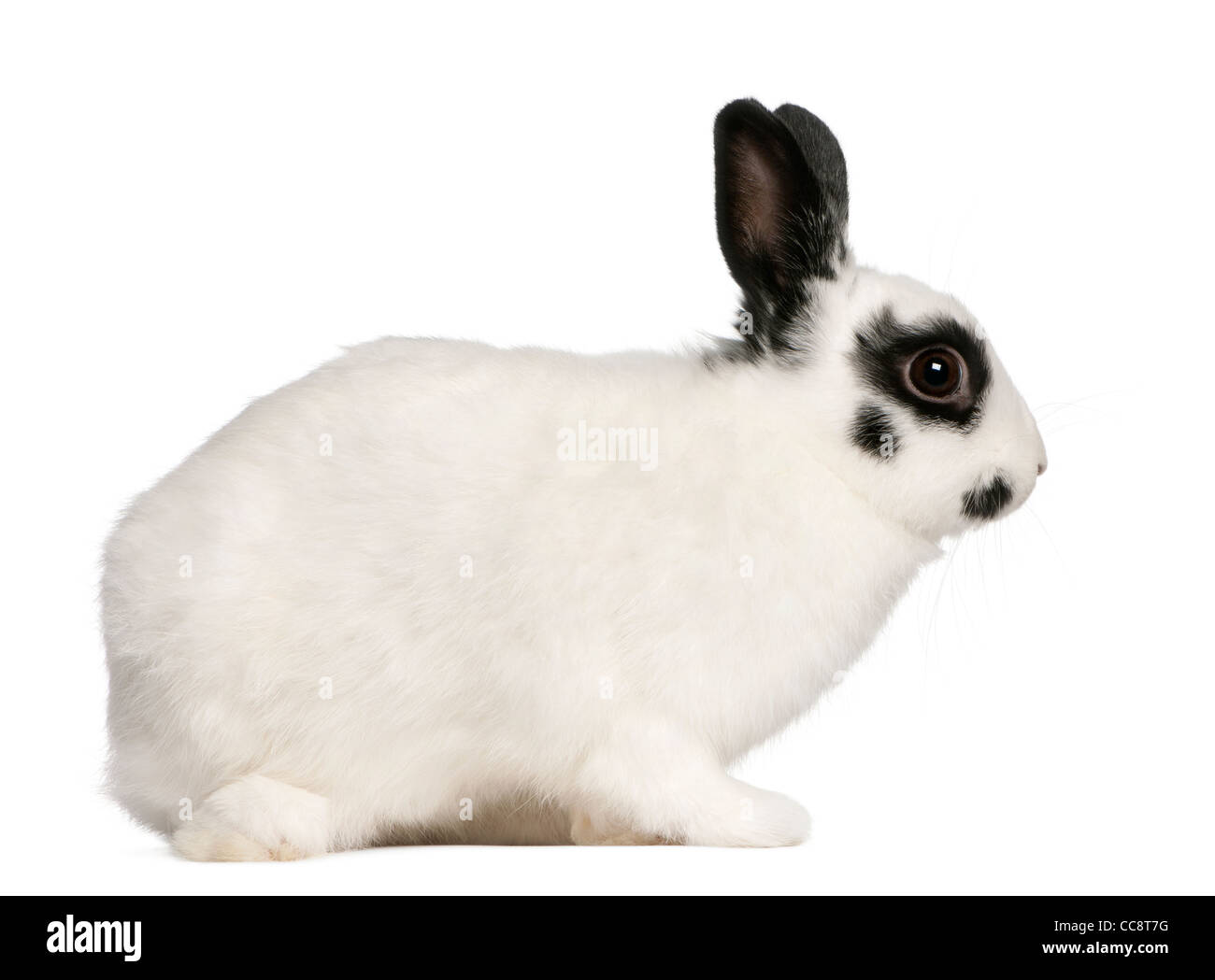 Coniglio dalmata, 2 mesi di età, oryctolagus cuniculus, seduto di fronte a uno sfondo bianco Foto Stock