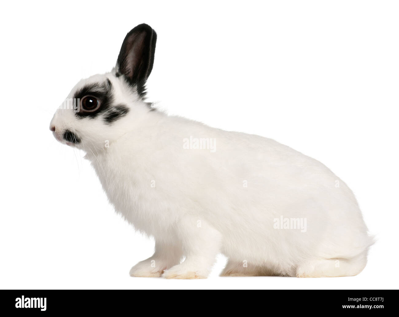 Coniglio dalmata, 2 mesi di età, oryctolagus cuniculus, seduto di fronte a uno sfondo bianco Foto Stock