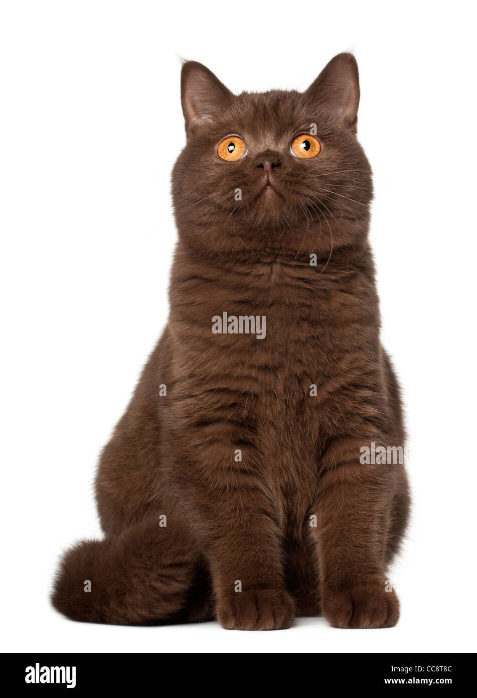 British Shorthair cat seduto davanti a uno sfondo bianco Foto Stock