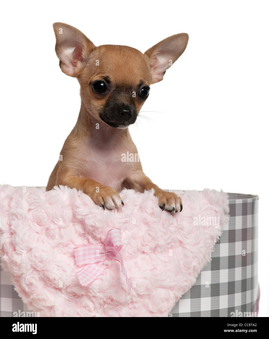 Chihuahua cucciolo, 3 mesi di età, appoggiato su di un regalo di Natale di  fronte a uno sfondo bianco Foto stock - Alamy