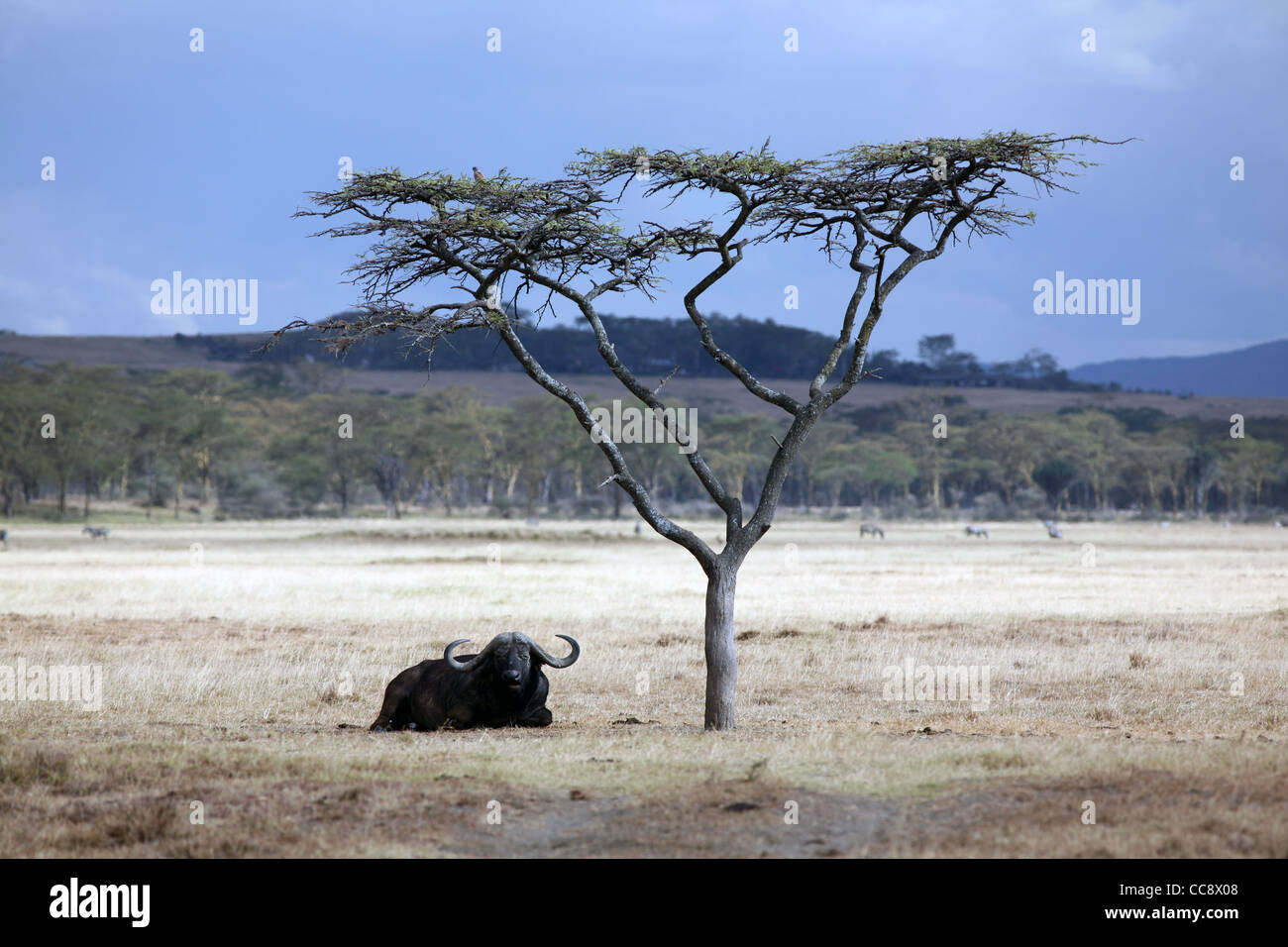 Un africano buffalo sotto un ombrello acacia, Lake Nakuru National Park, Kenya, Africa orientale. Foto Stock