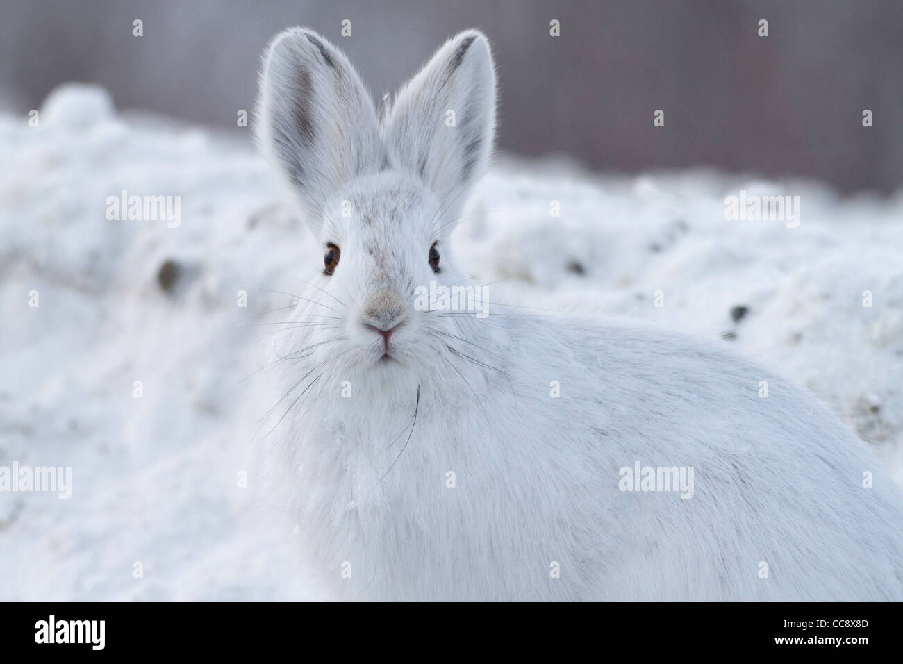 Una racchetta da neve lepre (Lepus americanus) in snow seduto a fianco di Dalton autostrada , a sud del Brooks Range, ANWR, Alaska nel mese di ottobre Foto Stock