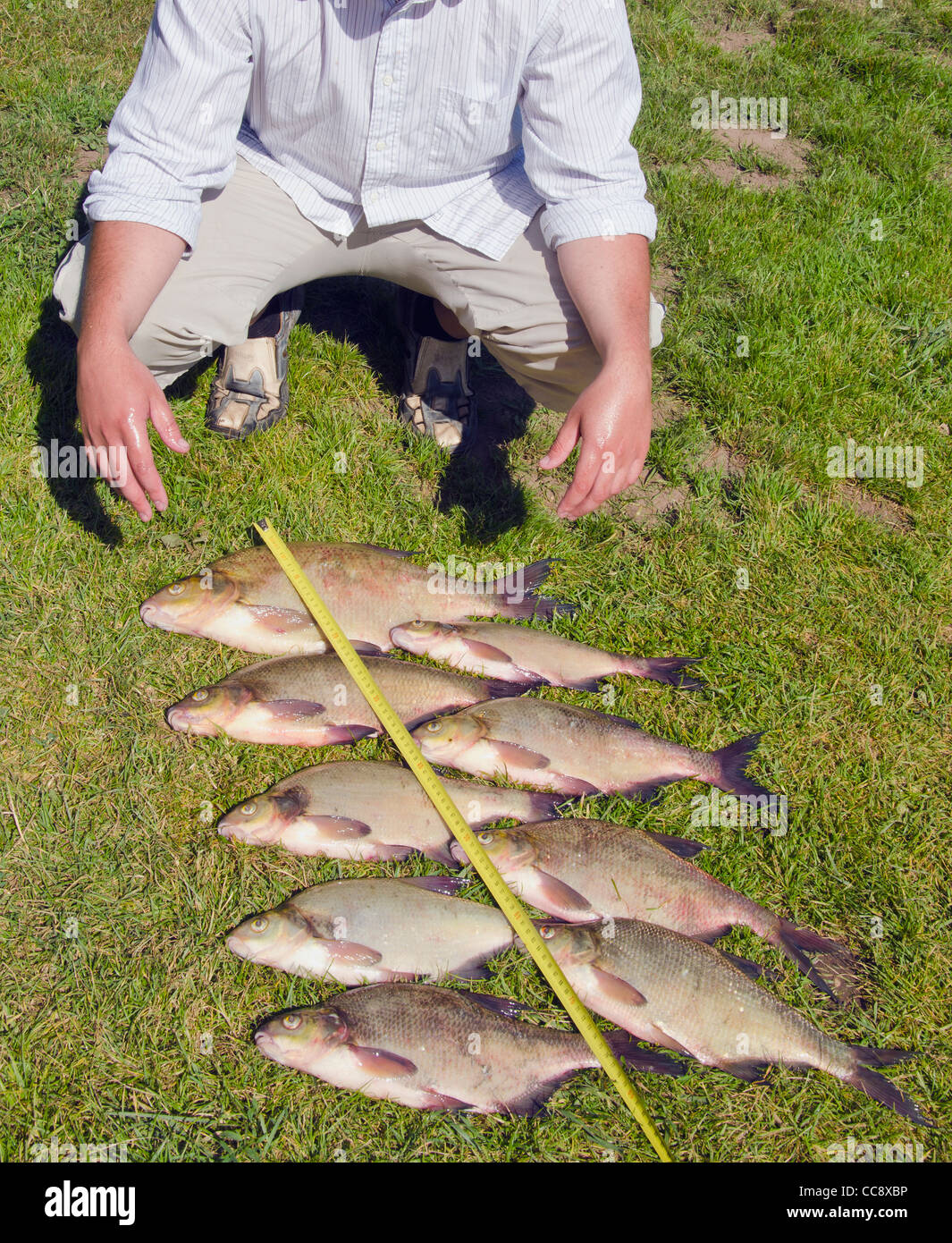 Catture di orate di erba dopo il successo di pesca e di pescatori. Strumento di misurazione. Cattura incommensurabile. Foto Stock