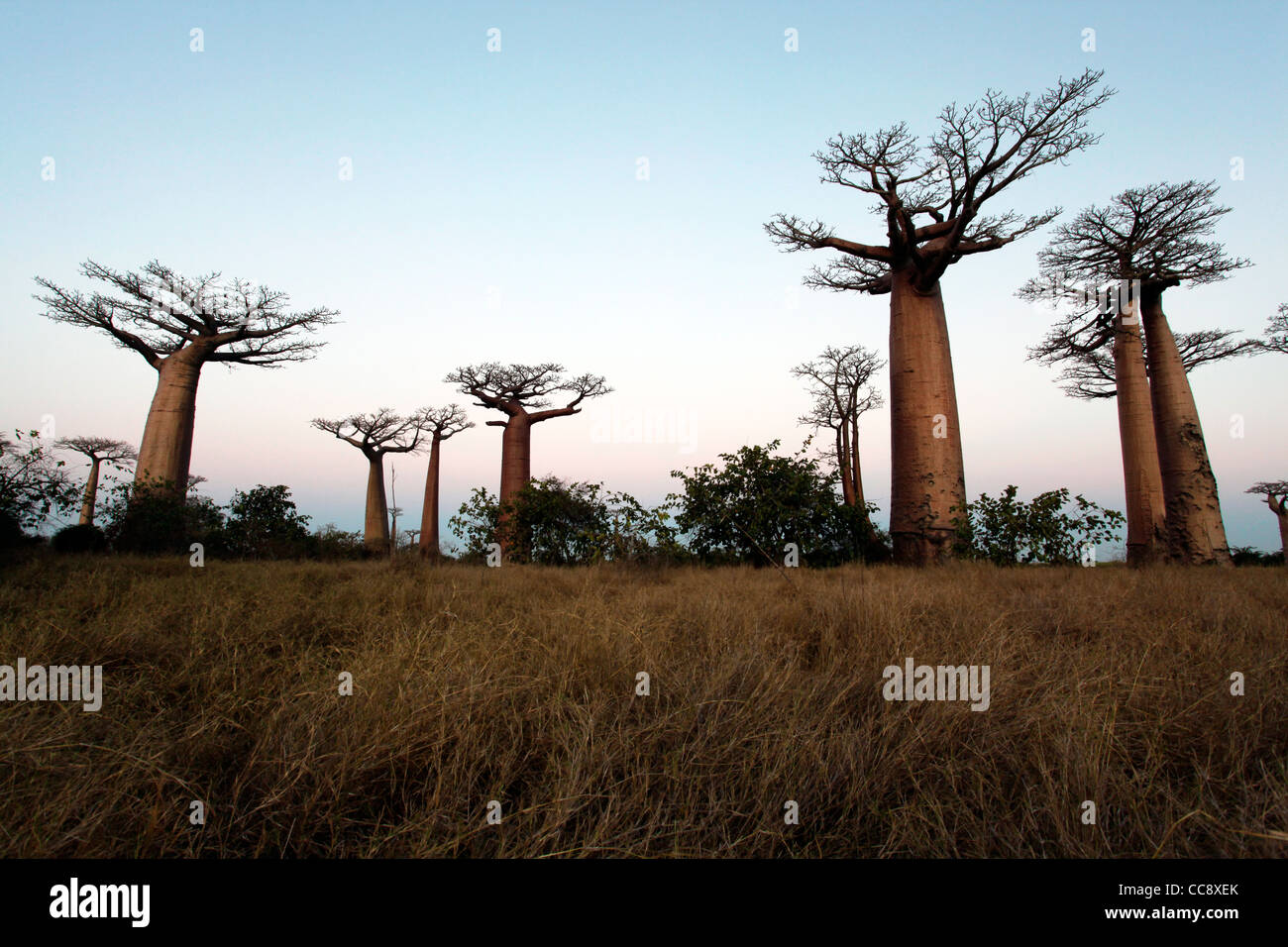 Diversi alberi di baobab presso il viale dei baobab (o un vicolo) dopo il tramonto, nei pressi di Morondava, occidentale del Madagascar, Africa Foto Stock