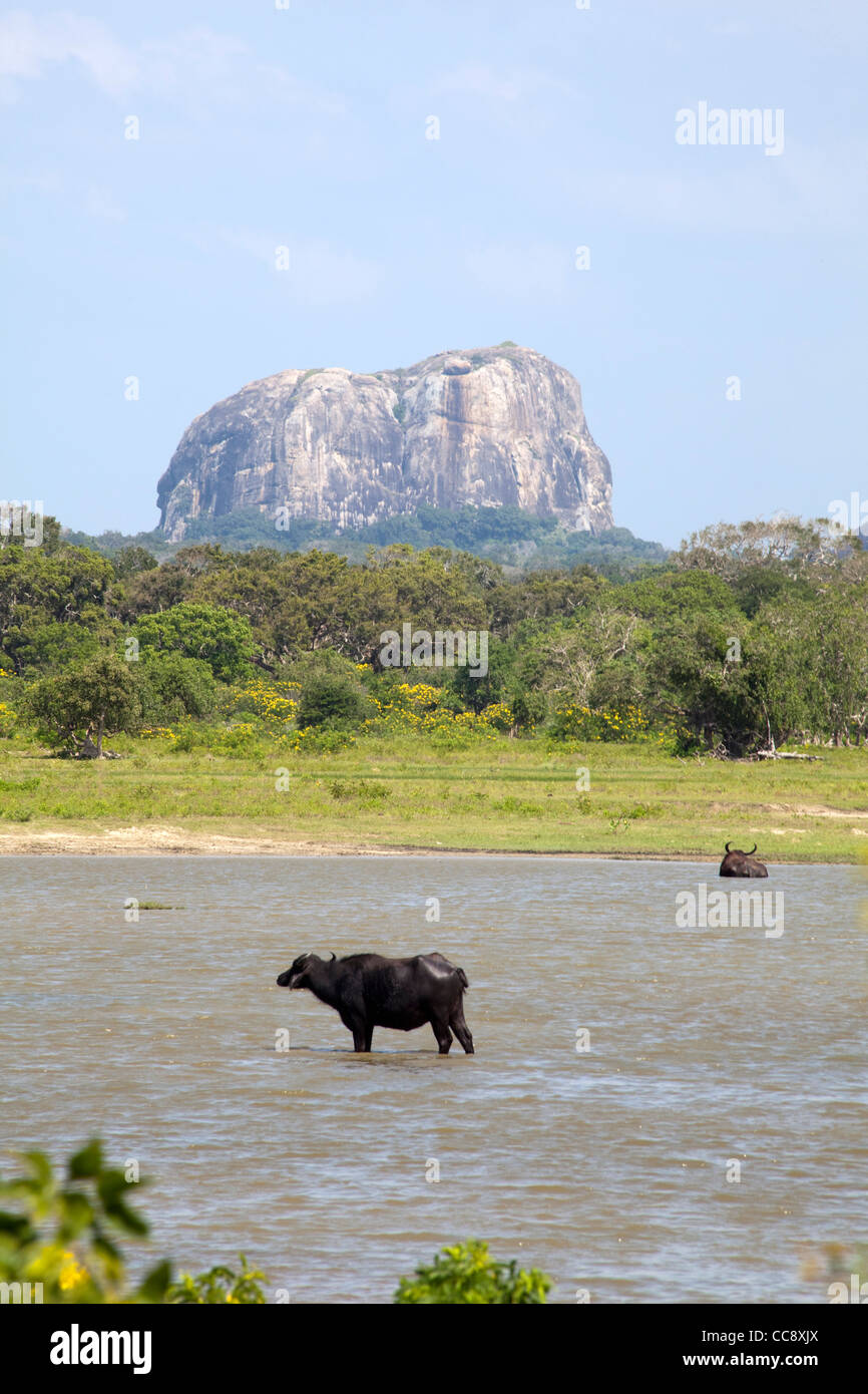 Bufalo d'acqua sono visibili nella parte anteriore di Elephant Rock in Yala National Park nello Sri Lanka Foto Stock