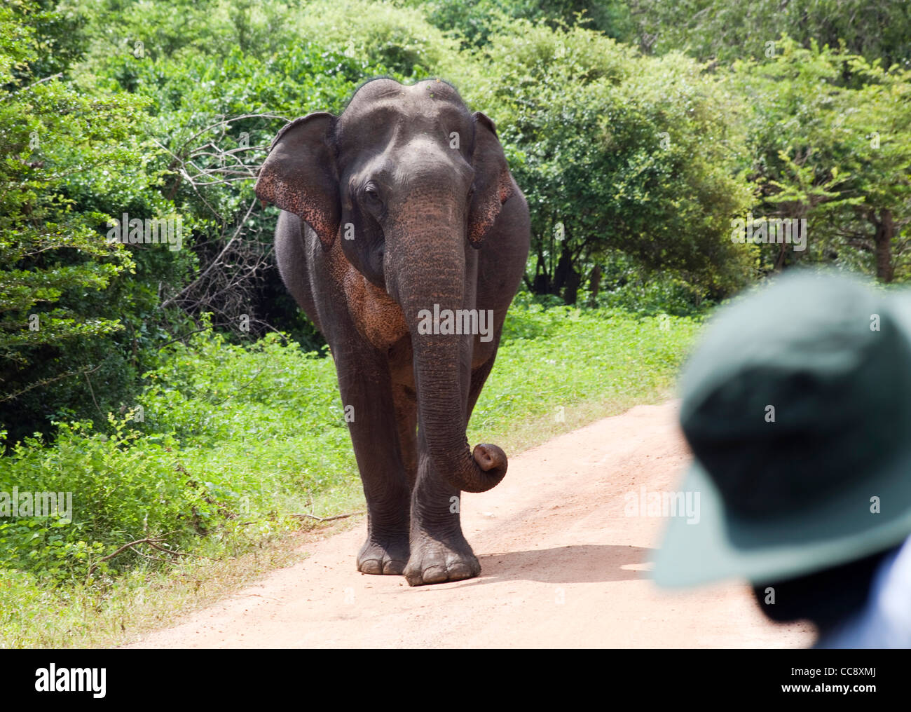 I turisti scattare delle foto di un elefante mentre su safari nel parco nazionale Yala in Sri Lanka Foto Stock