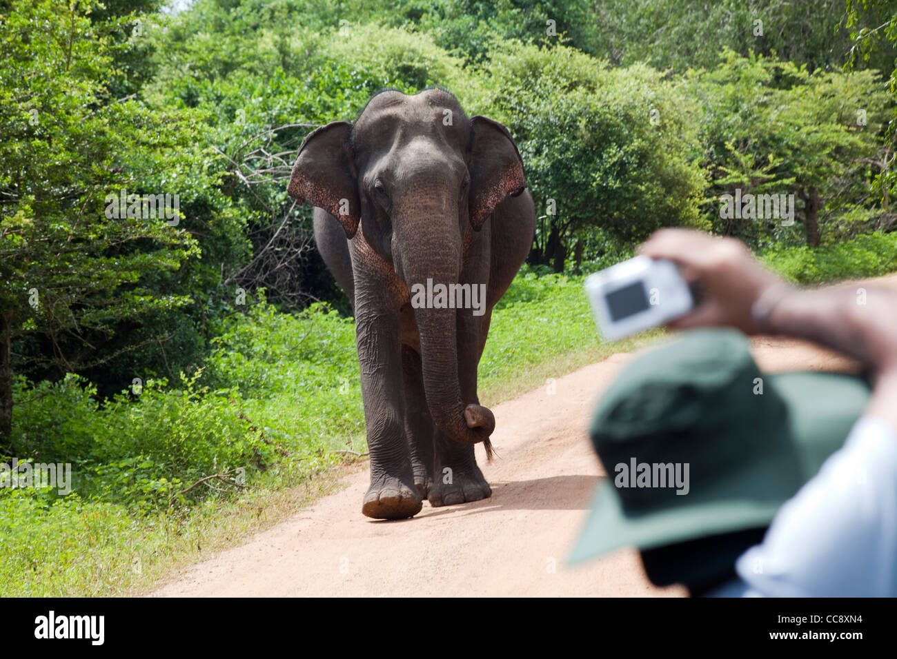 I turisti scattare delle foto di un elefante mentre su safari nel parco nazionale Yala in Sri Lanka Foto Stock