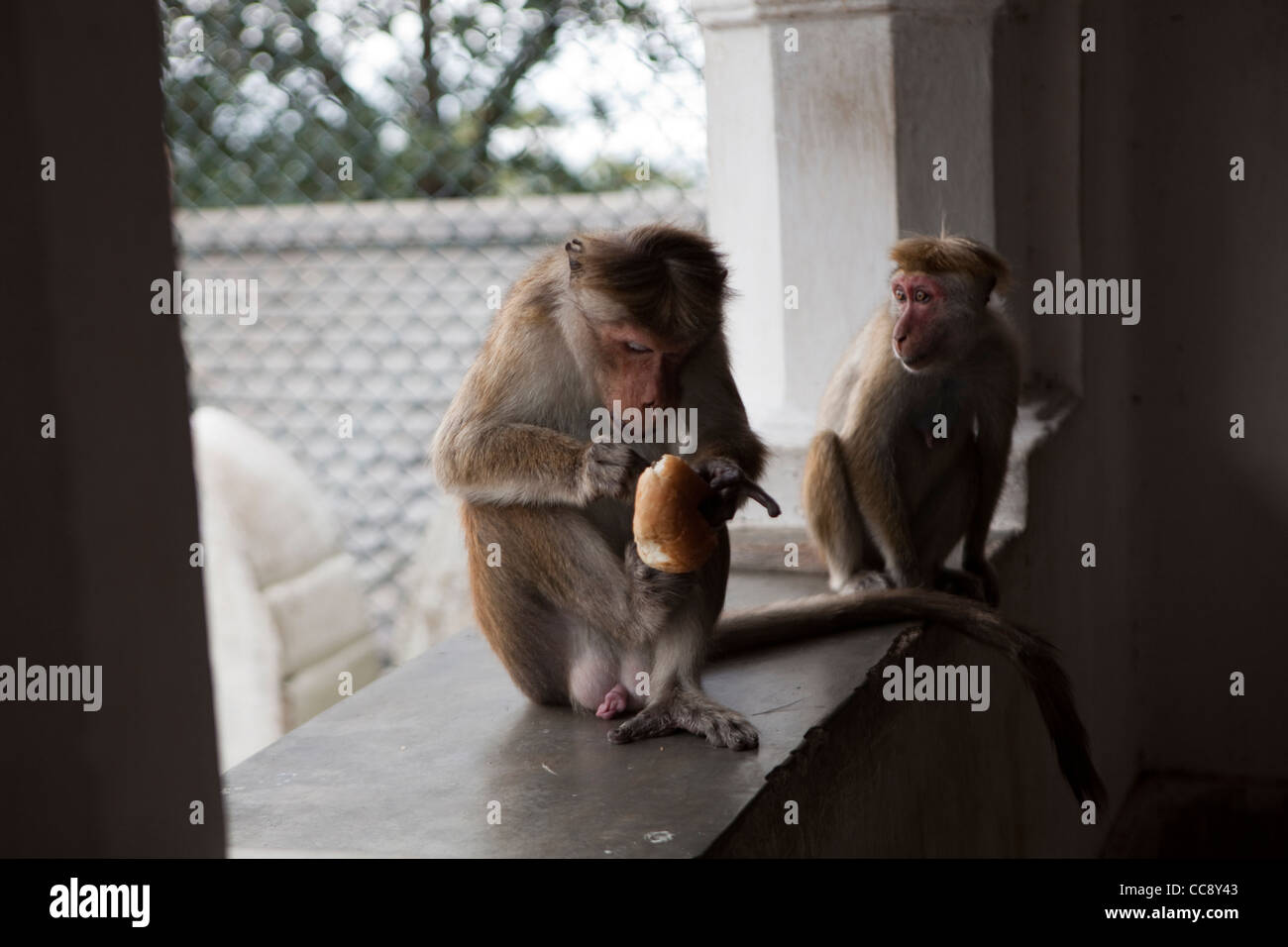 Scimmie macaco sono visti in Dambulla in Sri Lana Foto Stock