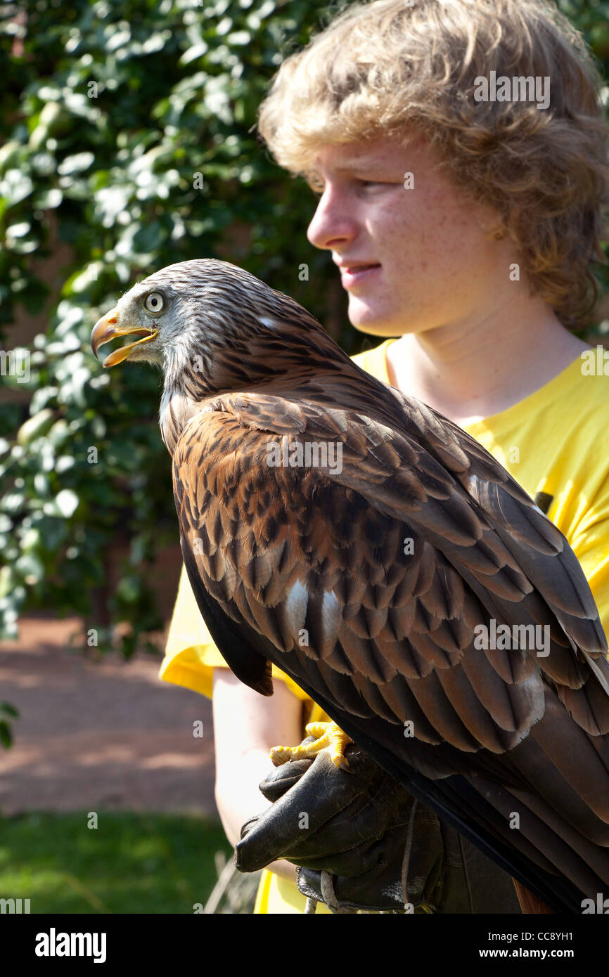 Ritratto di ragazzo adolescente con giallo-fatturati kite sul braccio al centro di falconeria, Newent, Gloucestershire England Regno Unito. Foto Stock