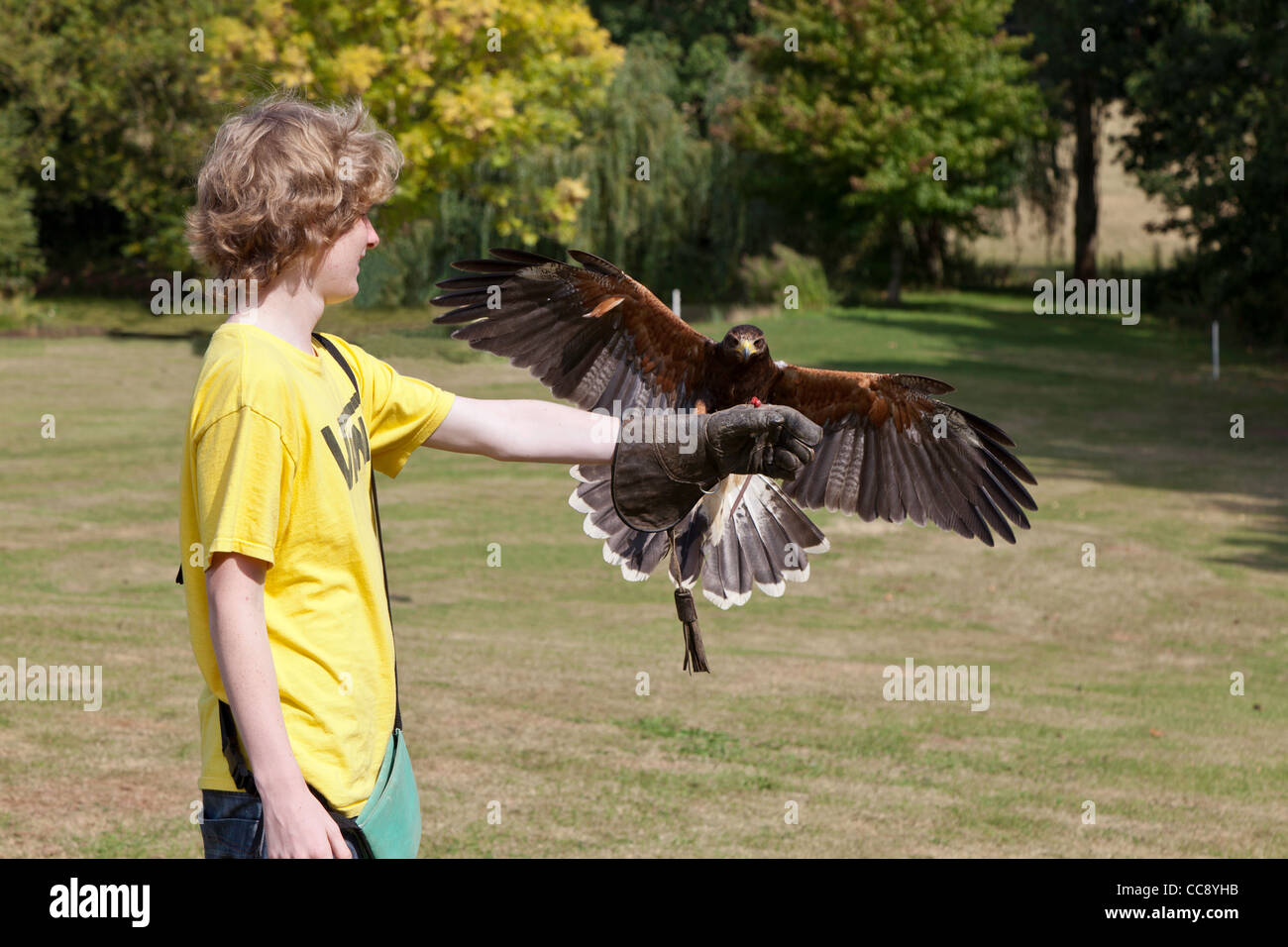 Ragazzo adolescente la formazione di un falco, DI UN GIALLO FATTURATI KITE, nel centro di falconeria, Newent Gloucestershire England Regno Unito Foto Stock
