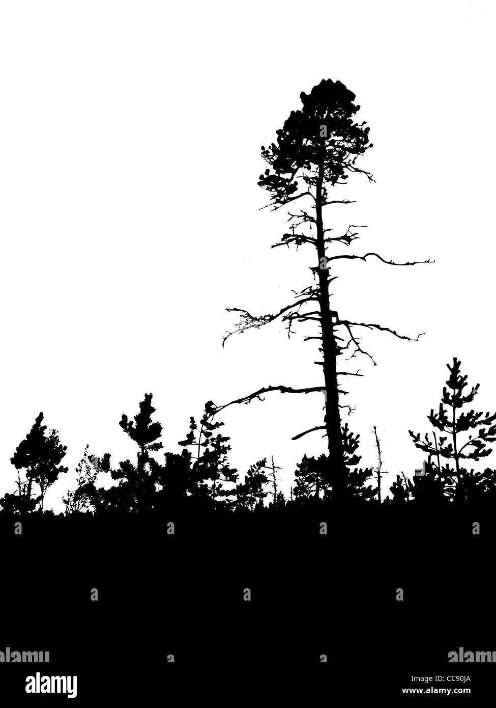 Silhouette di vettore di vecchio legno di pino su sfondo bianco Foto Stock