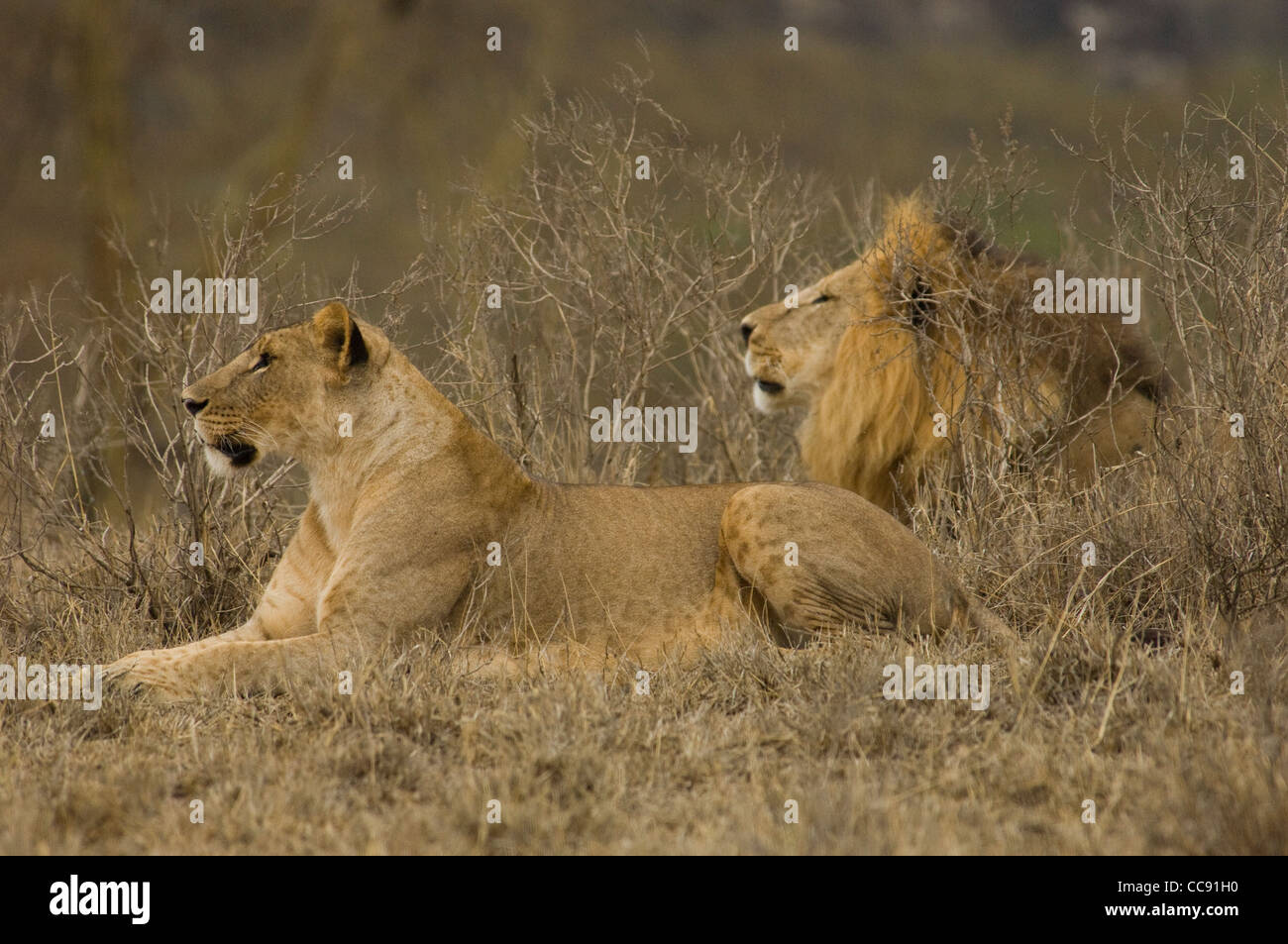 Africa Kenya Lago Nakuru-Lion leonessa e giacente in erbe (Panthera leo) Foto Stock