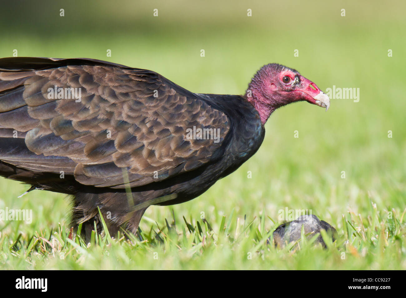 La Turchia Vulture (Cathartes aura) alimentazione su un frutto di Palm Foto Stock