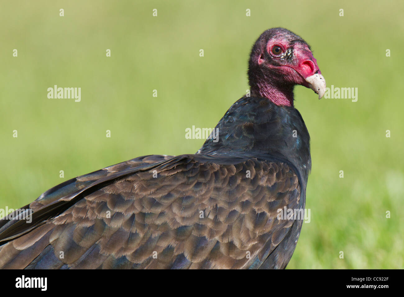 La Turchia Vulture (Cathartes aura) Foto Stock