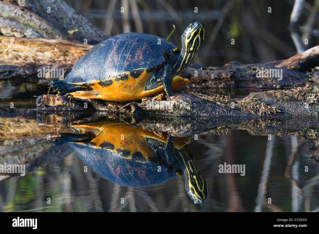 Florida rosso-pancia tartaruga (nelsoni Pseudemys) e di riflessione Foto Stock