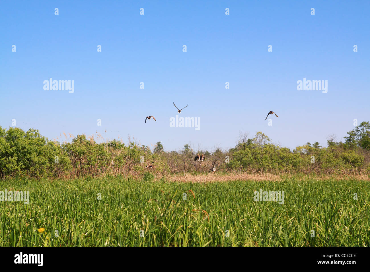 Anatre selvatiche sul verde marsh Foto Stock